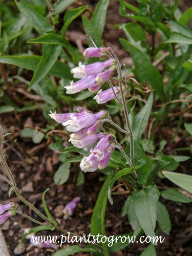 Prairie Beardtongue (Penstemon cobaea) 
These plants were grown in a shaded spot, and the size of the flowers and plant is much smaller.